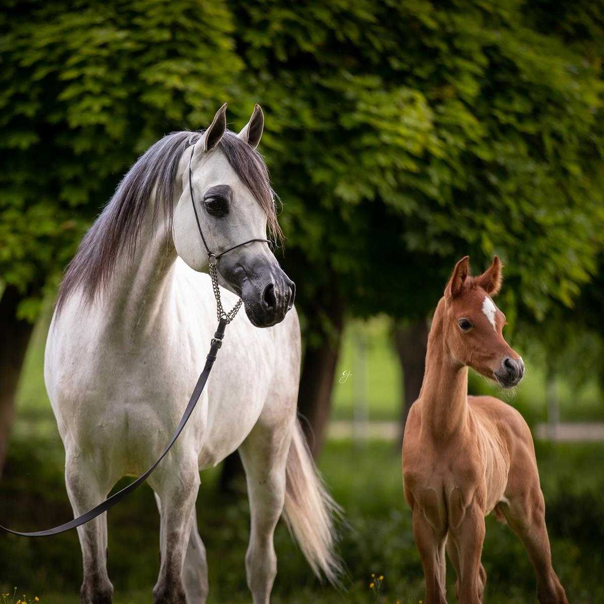 EMFIRIA — Mare · 12y